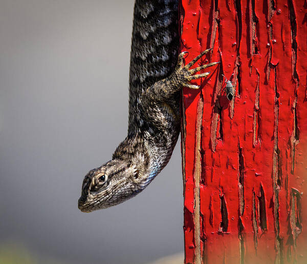 Lizard Art Print featuring the photograph Lizard on Red by Rick Mosher