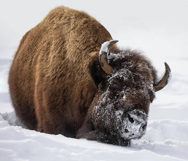 American Bison Art Print featuring the photograph Morning Frost by Art Cole