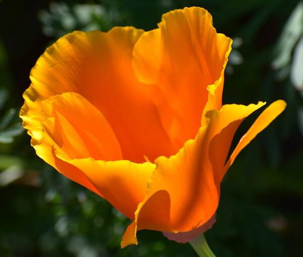 Orange Art Print featuring the photograph Orange Poppy by Jimmy Chuck Smith