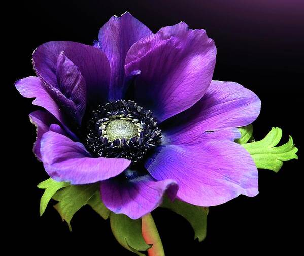 Purple Art Print featuring the photograph Purple Anemone Flower by Gitpix