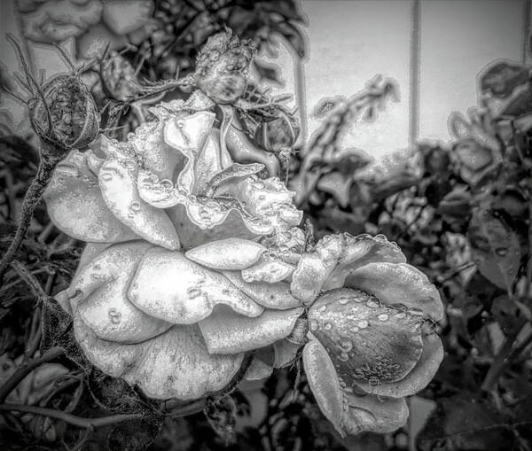 Flowers Art Print featuring the digital art Roses black and white 82019 by Cathy Anderson