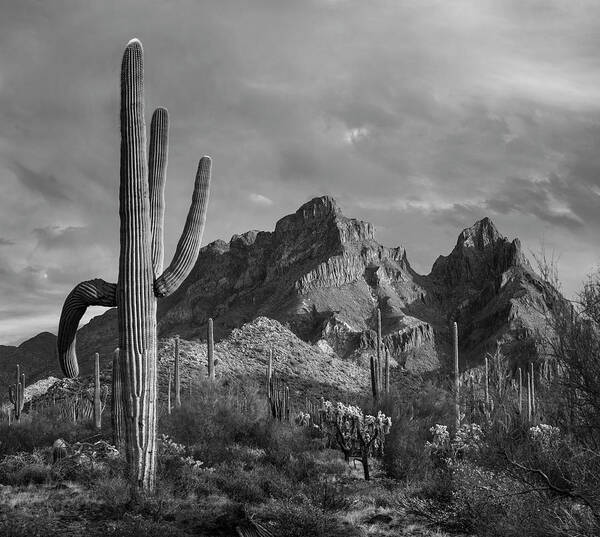 Disk1216 Art Print featuring the photograph Saguaro Cacti, Ajo Mountains by Tim Fitzharris