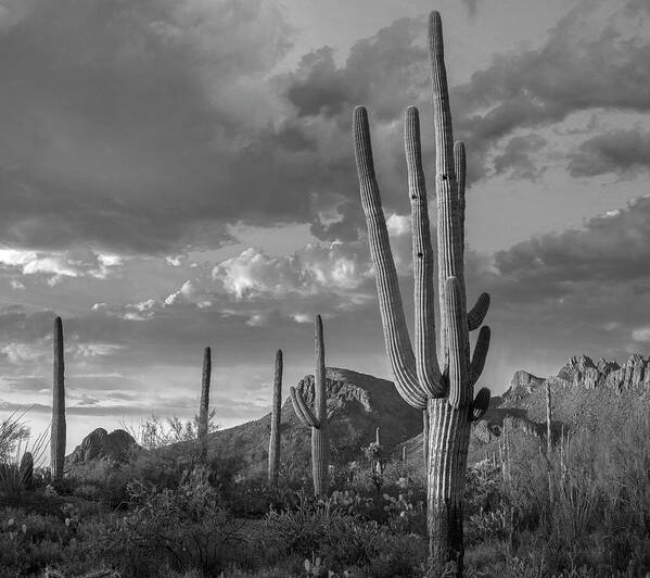 Disk1216 Art Print featuring the photograph Saguaro Cactus, Arizona by Tim Fitzharris