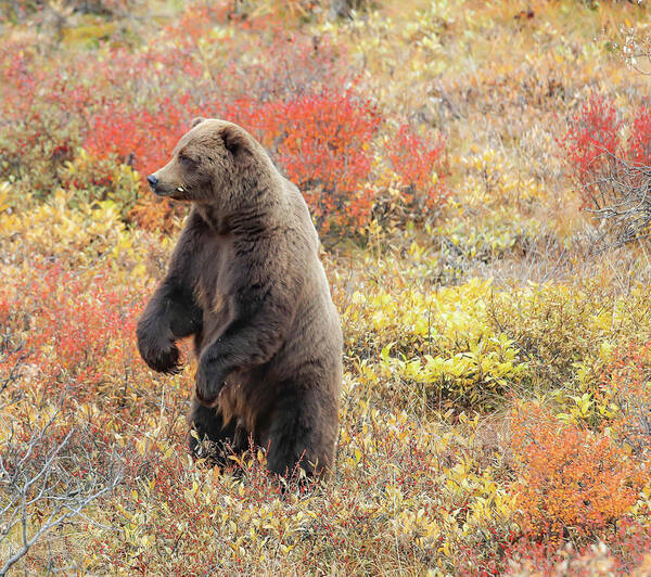 Sam Amato Photography Art Print featuring the photograph Standing Grizzly Bear by Sam Amato