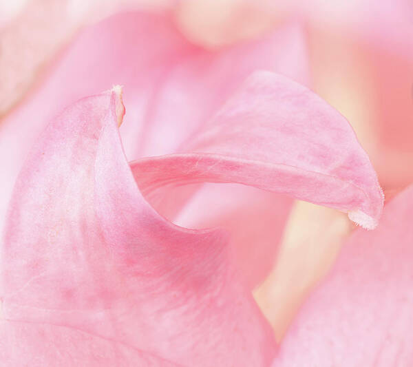 Outdoors Art Print featuring the photograph The greetings of the petals by Silvia Marcoschamer