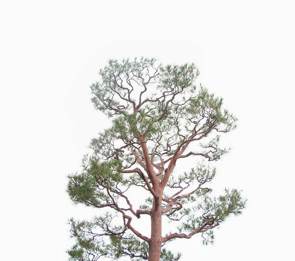 Treetop Art Print featuring the photograph Tree In Japan Behind Overcast White Sky by Michael Duva