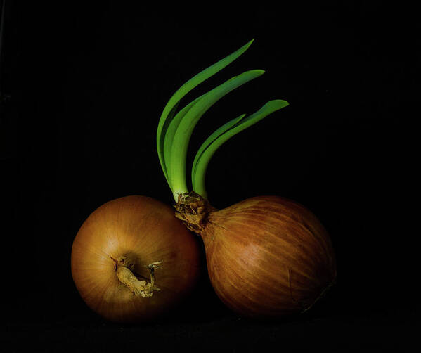 Two Objects Art Print featuring the photograph Two Onions by Nancybelle Gonzaga Villarroya