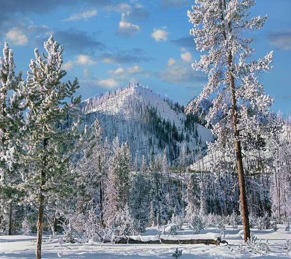 00586346 Art Print featuring the photograph Winter In Yellowstone National Park, Wyoming by Tim Fitzharris