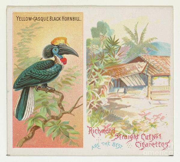 1880-1889 Art Print featuring the drawing Yellow-casque Black Hornbill by Heritage Images