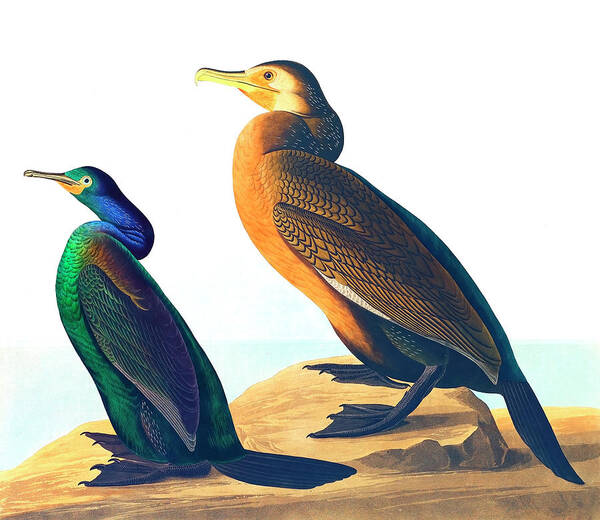 Cormorant Art Print featuring the drawing Violet-green Cormorant by John James Audubon by Mango Art