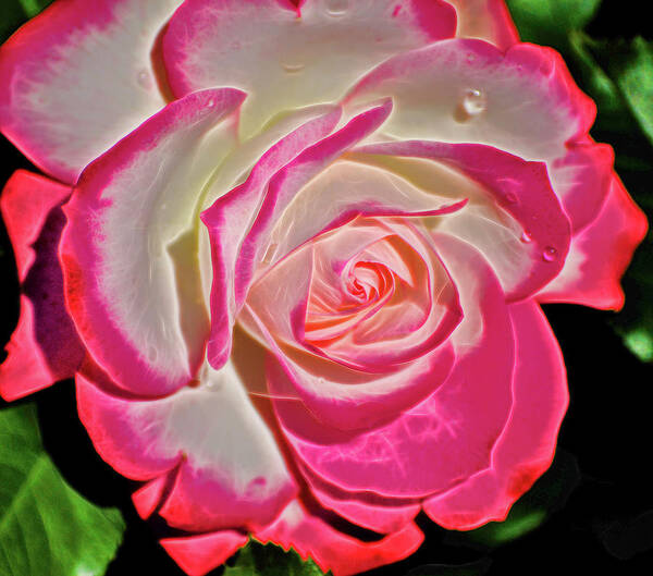 Pink Roses Art Print featuring the photograph Rose Show at Botanical Gardens by Cordia Murphy