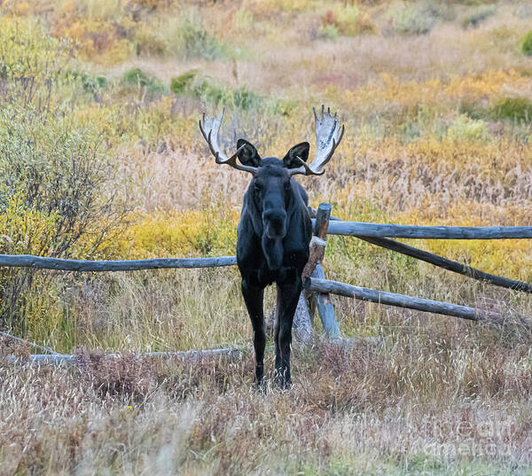 Colorado Art Print featuring the photograph Bull Moose #3 by Patrick Nowotny