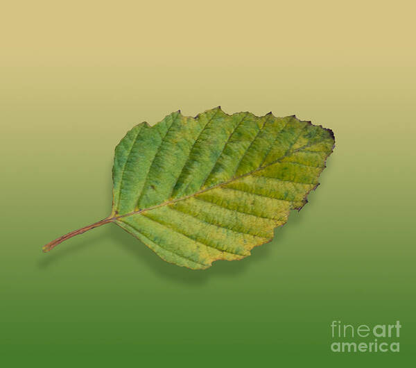 Leaf Art Print featuring the digital art Autumn Leaf 4 of 5 by L Bosco