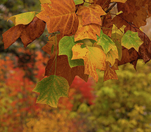 Autumn Art Print featuring the photograph Autumn's Leaves by Sylvia Goldkranz
