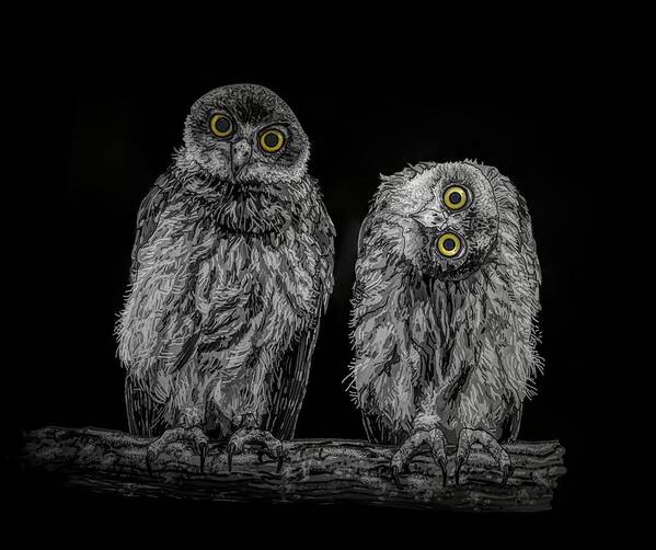Portrait Art Print featuring the drawing Barking Owls Black And White by Joan Stratton