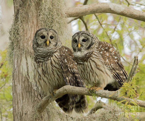 Ron Bielefeld Art Print featuring the photograph Barred Owl Pair by Ron Bielefeld