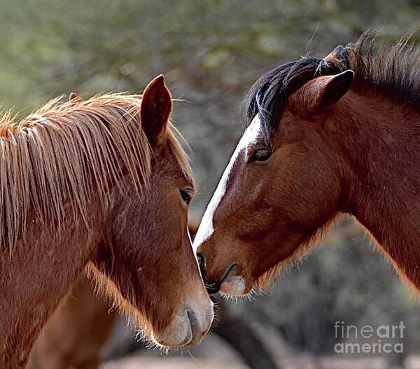 Salt River Wild Horse Art Print featuring the digital art Bump by Tammy Keyes