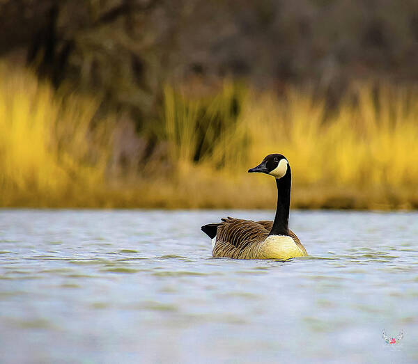 Canadagoose Art Print featuring the photograph Canada Goose by Pam Rendall