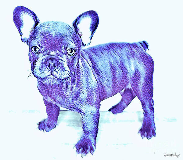 Blue French Bulldog. Frenchie. Dog. Pets. Animals. Art Print featuring the digital art Da Ba Dee by Denise Railey