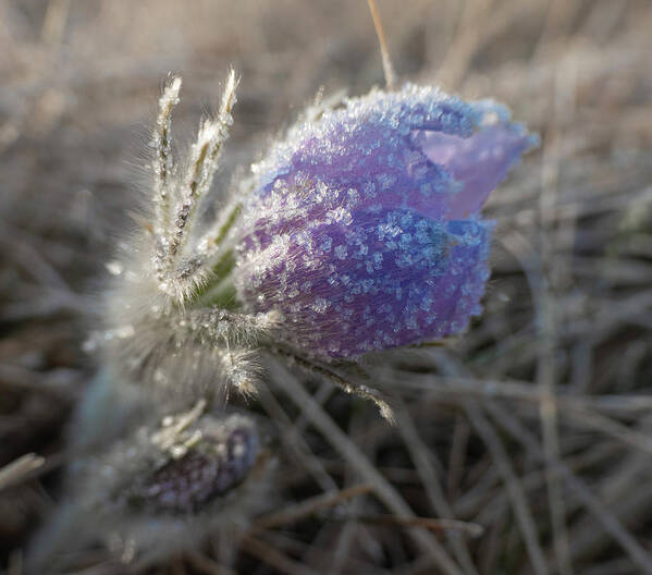 Frost Art Print featuring the photograph Dawn Frost On A Spring Crocus by Karen Rispin