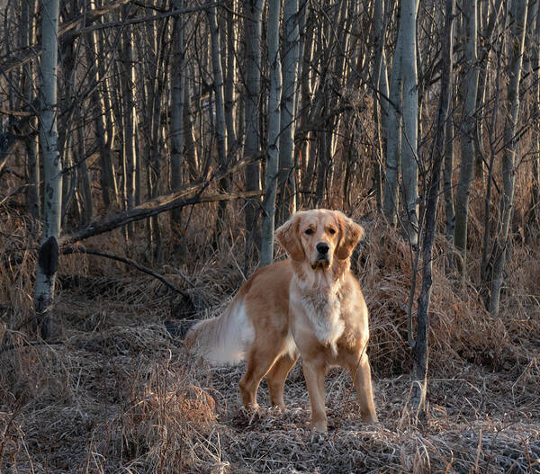 Dog Art Print featuring the photograph Dog In The Woods by Karen Rispin