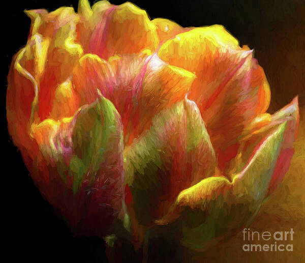 Tulip Art Print featuring the photograph Extraordinary Passion by Diana Mary Sharpton