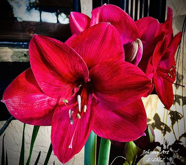 Red Art Print featuring the photograph Flowers in Red by John Anderson