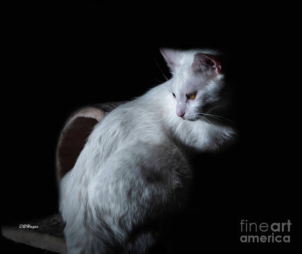 Pets Art Print featuring the photograph From The Dark by DB Hayes