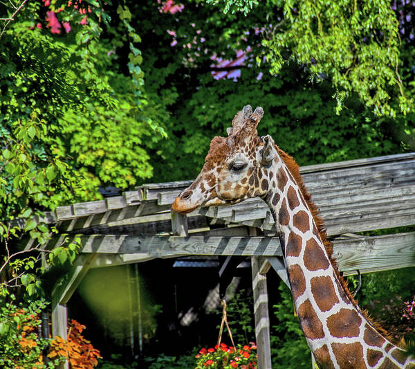 Giraffe Head And Neck Foliage Some Flowers September 2013 Pennsylvania 2 3212020 8444 Art Print featuring the photograph giraffe head and neck foliage some flowers September 2013 Pennsylvania 2 3212020 8444 by David Frederick