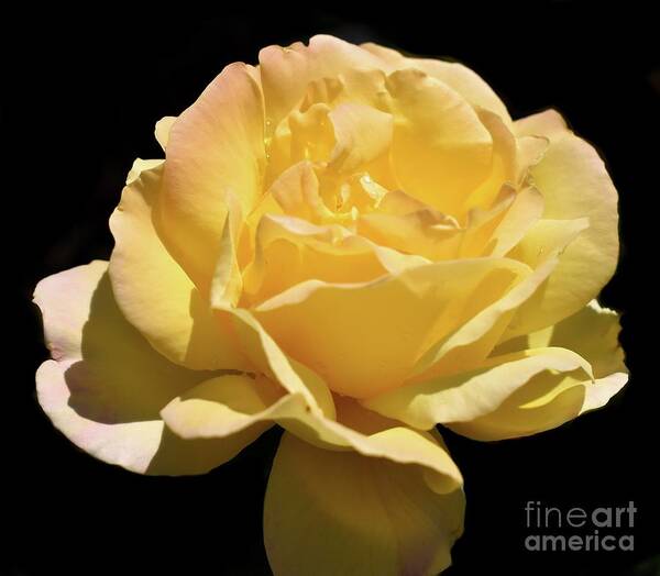Nature Art Print featuring the photograph Glorious Day Rose after Rain by Leonida Arte