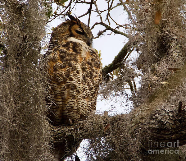 Great Horned Owl Art Print featuring the photograph Great Horned Owl in Philippe Park, Safety Harbor,Florida by L Bosco