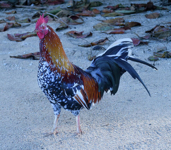 Hawaii Art Print featuring the photograph Kauai Beach Rooster. by Doug Davidson