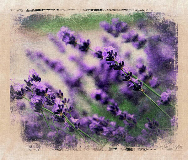 Lavender Art Print featuring the photograph Lavender Spring by Rene Crystal