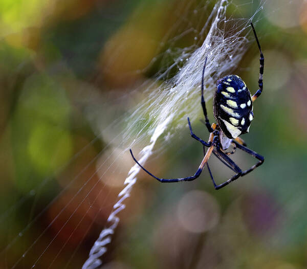 Spider Art Print featuring the photograph Line Work by Art Cole