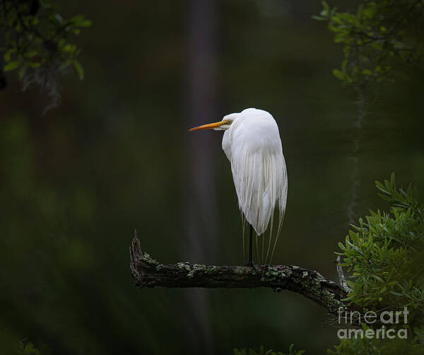 Egre Art Print featuring the photograph Out on a Limb - Great White Heron by Dale Powell