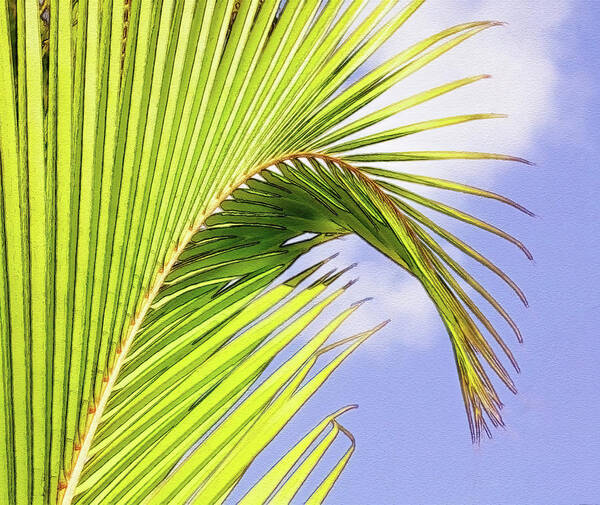 Aruba Art Print featuring the photograph Painterly Palm Leaves In Aruba by Gary Slawsky