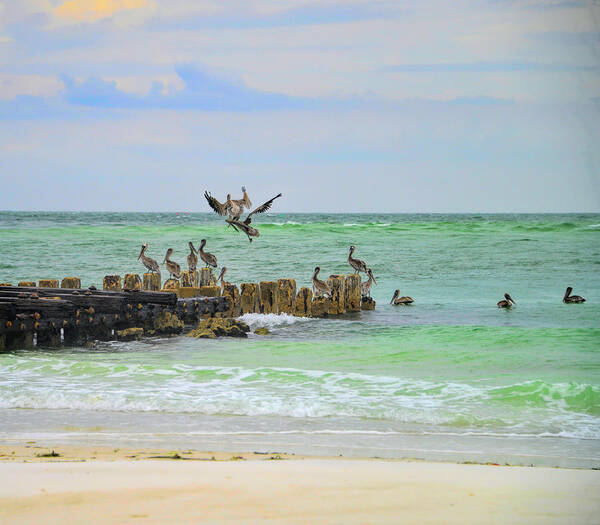 Pelicans Art Print featuring the photograph Pelicans in Florida by Alison Belsan Horton