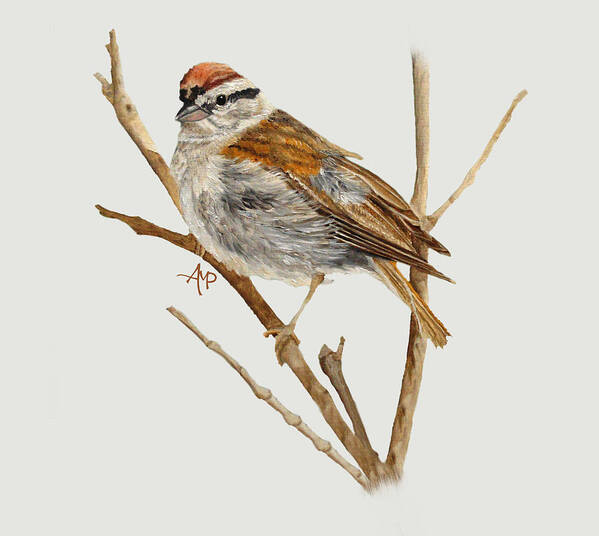 Chipping Sparrow Art Print featuring the painting Perched Chipping Sparrow by Angeles M Pomata