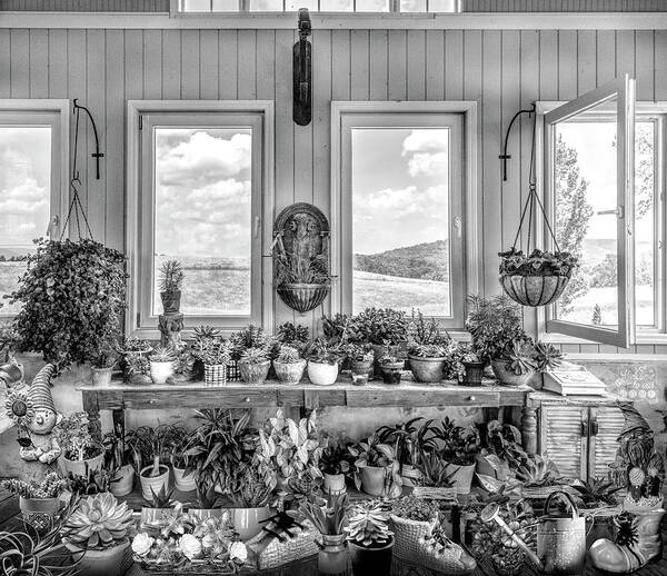 Barns Art Print featuring the photograph Plants in the Vineyard Greenhouse Window Black and White by Debra and Dave Vanderlaan