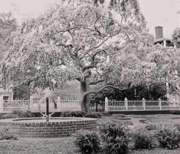 - Prescott Park Spring Tree 4 - Black And White - Portsmouth Nh Art Print featuring the photograph - Prescott Park Spring Tree 4 - black and white - Portsmouth NH by THERESA Nye