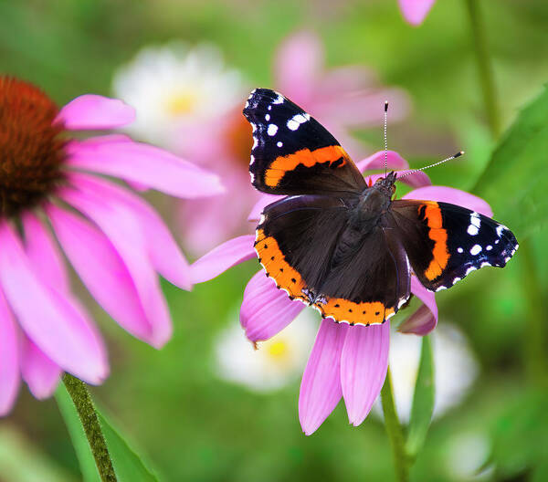 Coneflower Art Print featuring the photograph Red Admiral Butterfly by Patti Deters