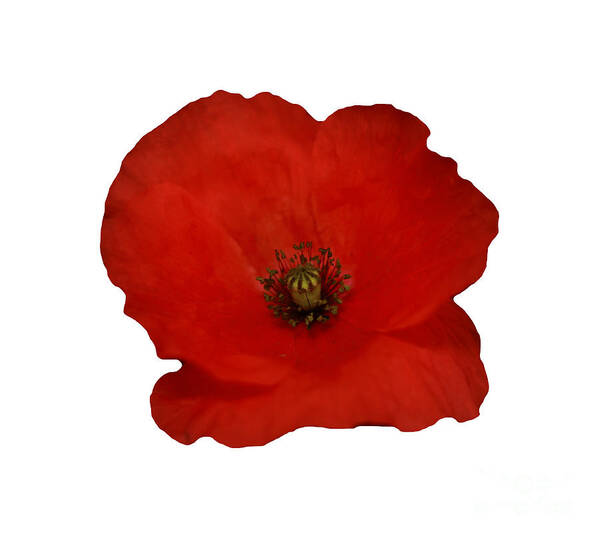 Poppy Art Print featuring the photograph Red Poppy Flower on a transparent background by Terri Waters