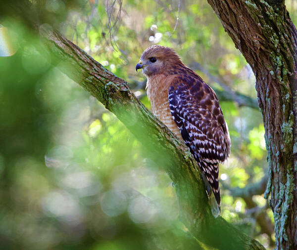 Red Shouldered Hawk Art Print featuring the photograph Red Shouldered Hawk by Kandy Hurley