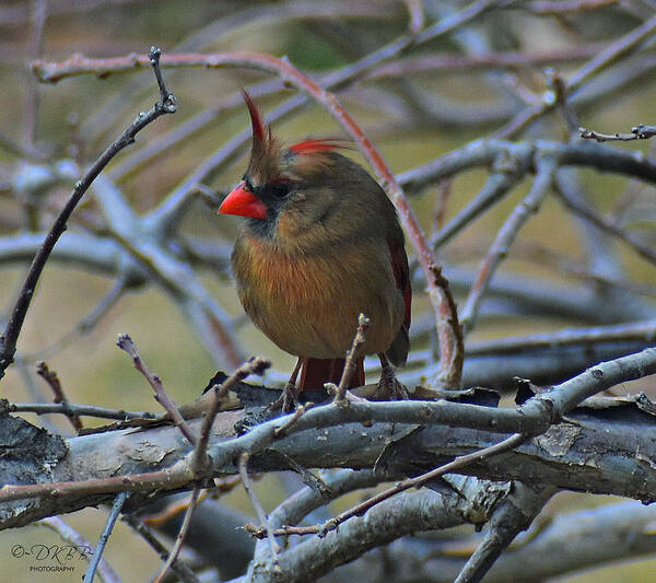 Female Cardinal Art Print featuring the photograph She's in Charge by Dorrene BrownButterfield