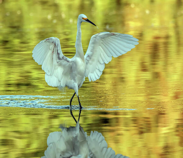 Snowy Egret Art Print featuring the photograph Snowy Egret 1405-092720 by Tam Ryan
