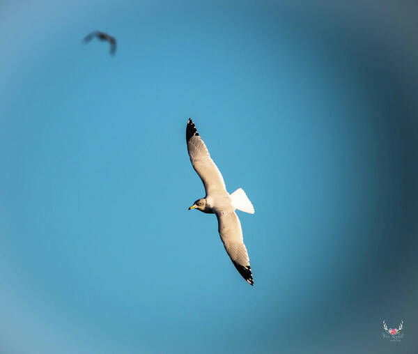 Gull Art Print featuring the photograph Soaring by Pam Rendall