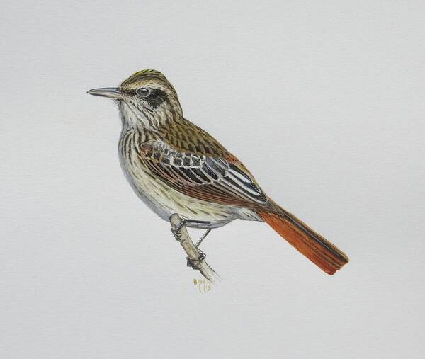 Streaked Flycatcher Art Print featuring the painting Streaked Flycatcher by Barry Kent MacKay