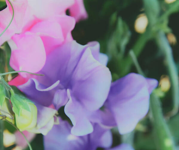 Sweet Peas Art Print featuring the photograph Sweeter than Sweet Peas by Christina McGoran