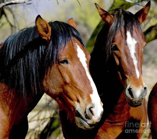Salt River Wild Horse Art Print featuring the digital art Tall, Dark, and Handsome by Tammy Keyes