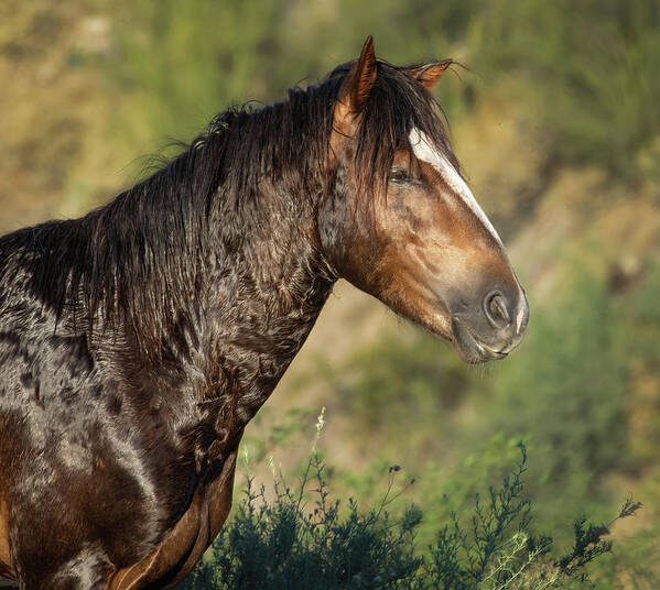 Salt River Horses Art Print featuring the photograph Tousled Salt River Stallion by Rebecca Herranen